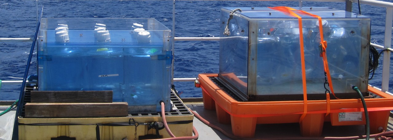 Deckboard incubation experiment for eukaryotic metatranscriptome sequencing in the North Pacific Ocean.